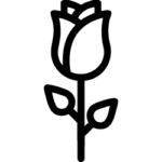 دکوراتیو و گلهای جاودان